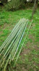 20 Cañas Bambú Verdes 2 Metros 1