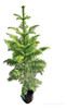 Pino Araucaria 0