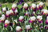 1 Rizoma De Iris Germánica  Connection 1