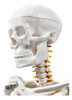Esqueleto Humano De 85cm 2