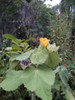 Abutilon Grandifolium Nativo Vivero Cielo Verde Orgánico 1