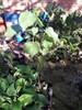 Abutilon Grandifolium Nativo Vivero Cielo Verde Orgánico 4