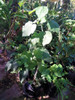 Abutilon Grandifolium Nativo Vivero Cielo Verde Orgánico 5