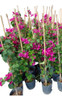 Santa Rita Bougainvillea Trepadora 0 Santa Rita Bougainvillea Trepadora 0