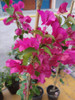 Santa Rita Bougainvillea Trepadora 1 Santa Rita Bougainvillea Trepadora 1