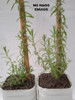 Planta Lavanda ( Grande ) Impecable... No Hago Envios 4