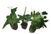 Plantas Calas Ahora En Flor 0