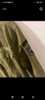Campera Militar Zara 4