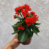 Planta De Kalanchoe 2