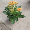 Planta De Kalanchoe 3