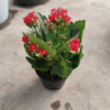 Planta De Kalanchoe 4