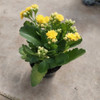 Planta De Kalanchoe 5
