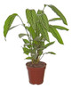 Calathea Vittata P12 0