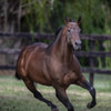 Alimento Para Caballos Adultos, Equidiet Senior Feed 25kg 3