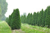 Thuja Occidentalis Smaragd 2