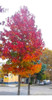 Semillas De Liquidambar (liquidambar Styraciflua) 5
