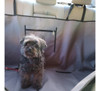 Cobertor Protección Asiento Auto P Mascota + Cinto Seguridad 2