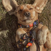 Correa Para Perros Waudog Temática Nasa 2
