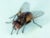 Trampa Adhesiva Flor Dezenur 1