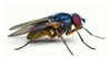 Trampa Adhesiva Flor Dezenur 2