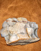 Piedra De Ágata Fosilizada. Excelente Pieza 2