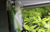 Ilumindaor Chihiros A-601 - Acuarios Plantados 2