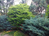 Juniperus Chinensis  Heinz 3