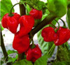 Semillas Aji Picante, Chile Habanero Red 1