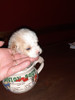 Caniche Micro Toy Pequeñitos 3