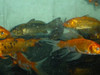 Carpas  9cm 3