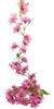 Guía De Flores Silvestres 3
