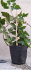 Plantas De Frambuesa 0