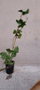 Plantas De Frambuesa 3