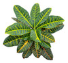 Planta Croton 2