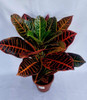 Planta Croton 3
