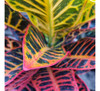 Planta Croton 5