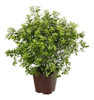 Pittosporum  Maggi 1