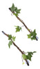 Fake Tree Vine Reptile Landscaping Rattan Gecko 2 Peças 7