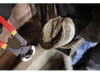 Farrier - Kits De Herramientas  8 Pulgadas 5 Farrier - Kits De Herramientas  8 Pulgadas 5