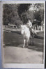 Foto De Niño A Caballo En Parque 0