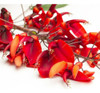 Ceibo Flor Roja 0