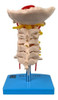 Esqueleto Da Coluna Vertebral Cervical, Anatomia 1