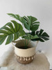 Planta Artificial Costilla De Adam 45 Cms Con Maceta Deco 7 Planta Artificial Costilla De Adam 45 Cms Con Maceta Deco 7
