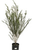 Malaleuca Cerco Vivo - Entrega Gratis Amba 0