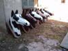 Cabezas De Caballo De Fibra De Vidrio 1 Cabezas De Caballo De Fibra De Vidrio 1