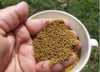 Alfalfa Chana 1