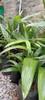 Palmeras Real De 90cm 2