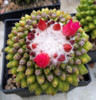 10 Especies Raras Cactus Suculentas - Cactusmalvín 6