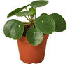 Pilea Peperomioides 0