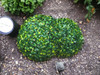 Kit 10 Buchinho Artificial 28cm Verde Bola De Grama Topiaria 5